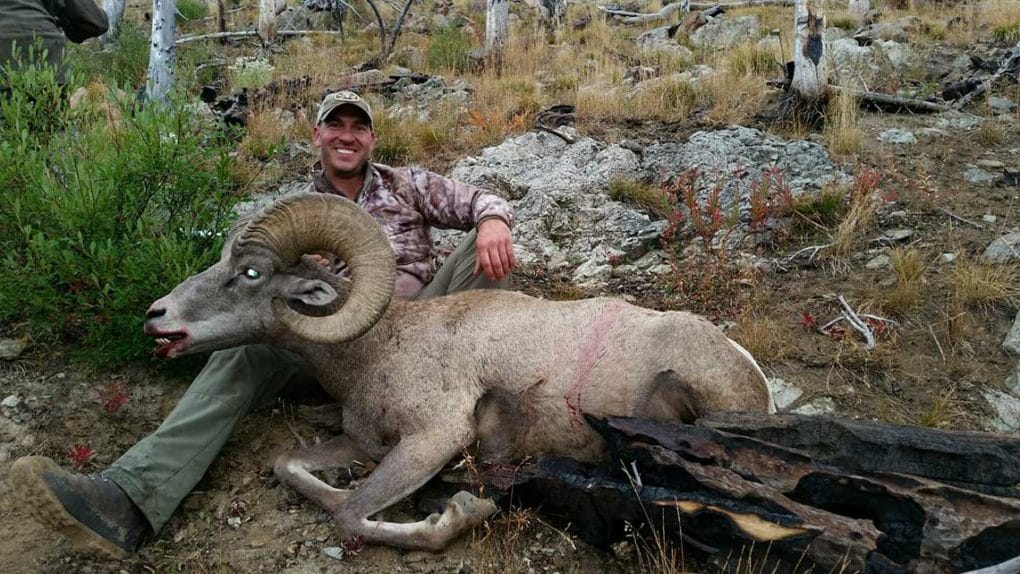 Bighorn sheep tags became more difficult to acquire through the 90’s and on into the new millennium. Sheep and tag numbers are now on the increase which is good news all around.