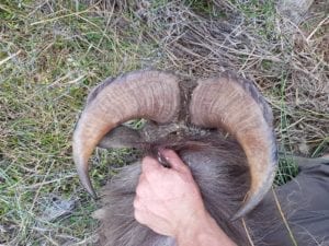 trophy tahr