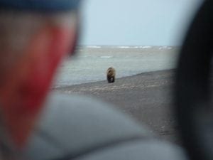 You will be hunting near the Bering Sea where bears will be searching for carcasses as they emerge from their dens.