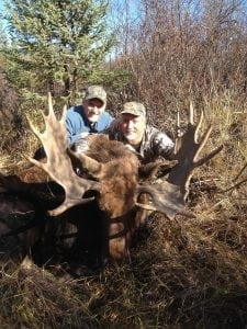 An Alberta moose