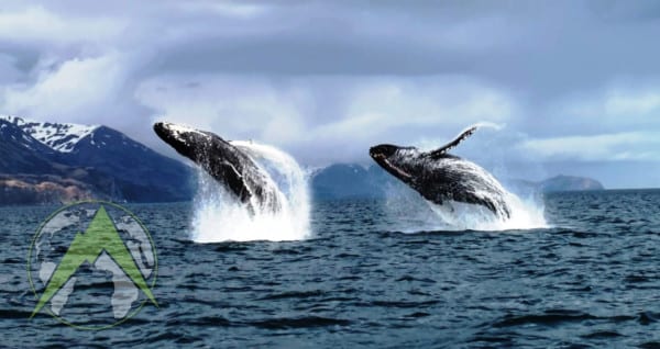 Whale watching on Kodiak Island is super fun.