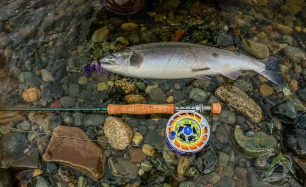 Salmon for dinner