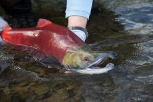 Releasing a salmon