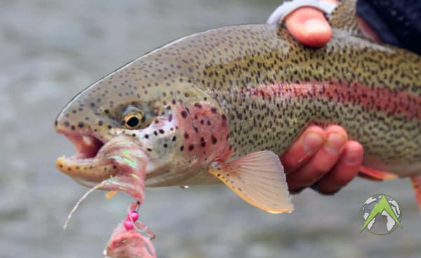 Rainbow trout on a flesh fly.