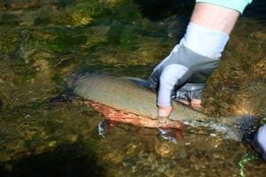 Beautiful fish