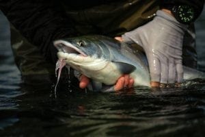 Fishing in King Salmon, Alaska