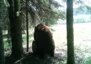 A big Alaska brown bear on a bait