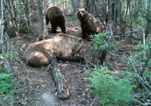 There are Lots of brown bears