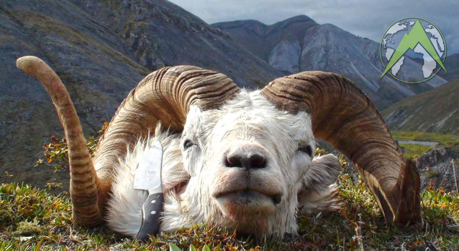 Alaska Dall Sheep Hunt OI AOU2 Outdoors International