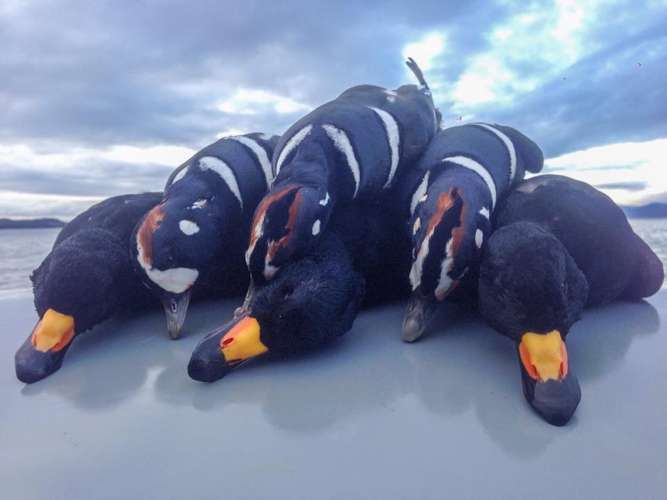 Duck Hunting in Alaska