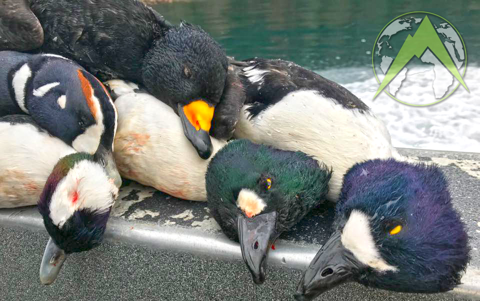 Mixed Bags are norm when you're hunting Sea Ducks on Kachemak Bay.
