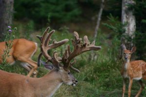 Huge whitetail in the velvet