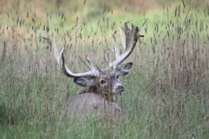 A gigantic palmated whitetail