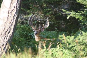 Fast forward to 2015 Jan’s love of whitetail deer and hunting brought them from their homestead property in Saskatchewan Canada to the Northwoods of Wisconsin.