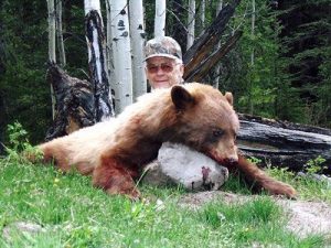A chocolate black bear in British Columbia