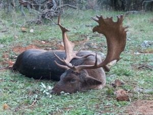 You are allowed one management buck or a few does along with your trophy fallow buck
