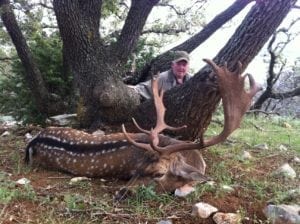 Fallow deer with Adria hunt in Croatia