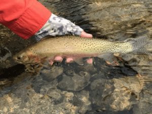 Walk and wade fishing for Cutthroat, Rainbow, Steelhead, Bull Trout and more.