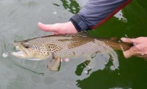Big Brown trout