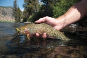 Westslope cutthroat fly fishing on Big Creek in Idaho