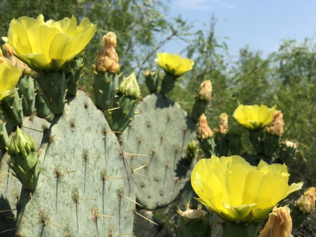 The cactus were blooming