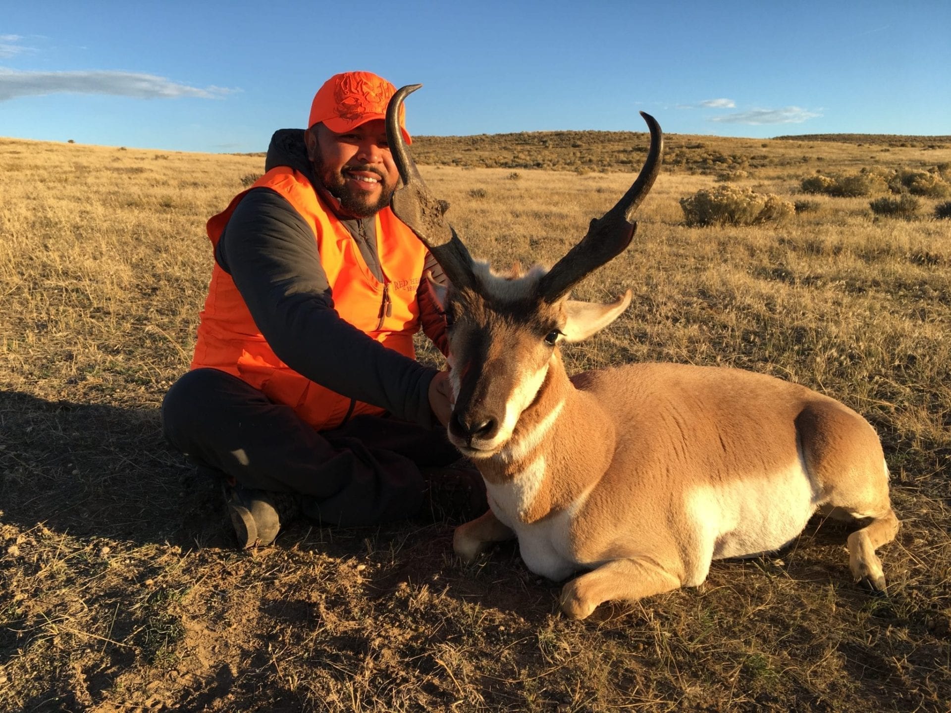 A nice Colorado pronghorn antelope