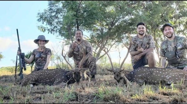 Axis deer double on Molokai Island