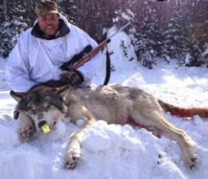 Wolf hunt