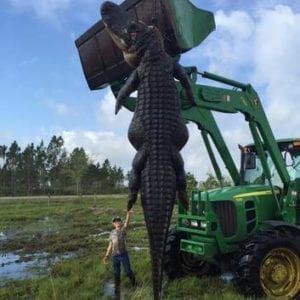 13 foot gator taken with our outfitter