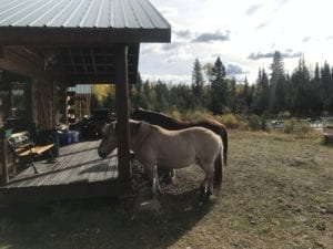 Horses at the cabin