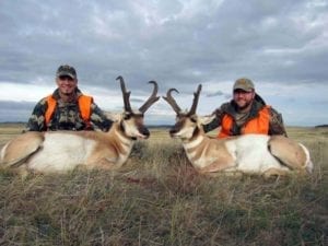 Two great pronghorn antelope