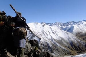 Hunting season is February through July, but the best chamois hunting is during the rut in May and June.