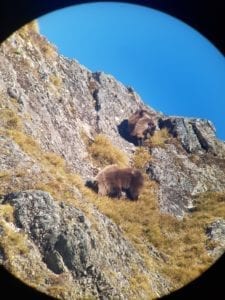 New Zealand Wilderness Tahr Hunts Hard Yards Hunting