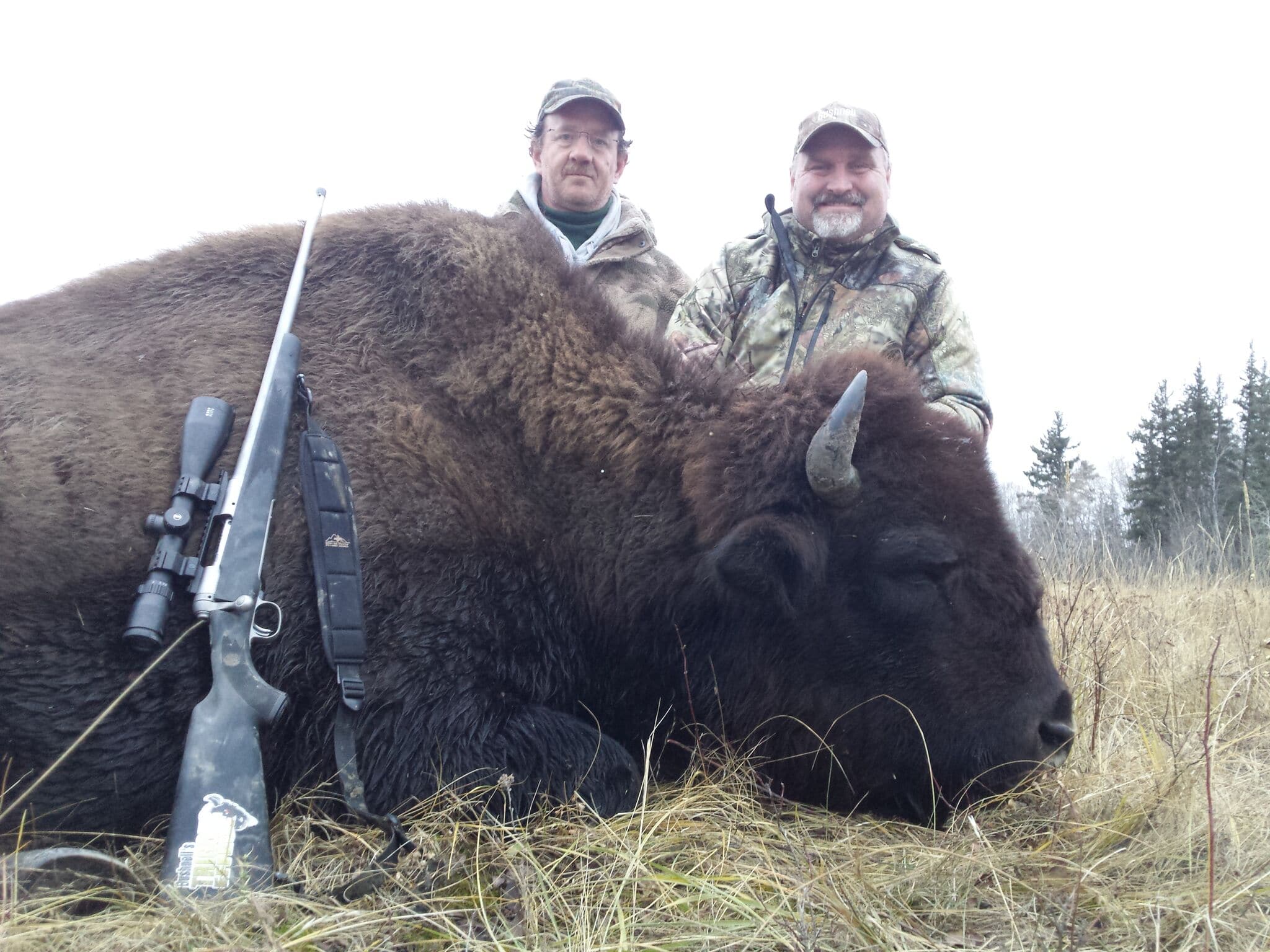 Wood Bison Hunt in Alberta, Canada