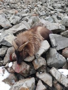 Tahr hunting