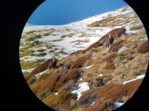 The terrain and weather can make these hunts a challenge but the respect for the terrain and animals that inhabit it, is truly earned and the trophy means that much more.
