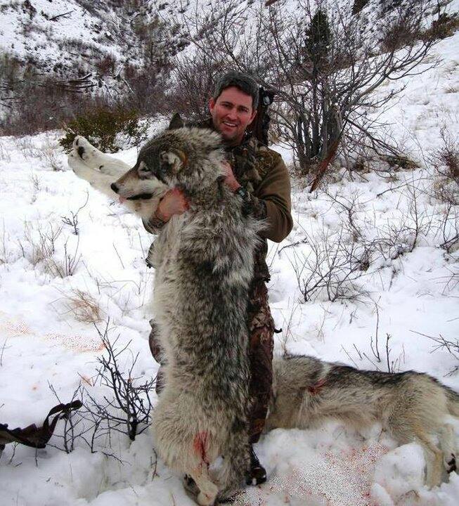 Brent Martell with two Idaho wolves.