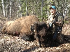 Wood bison hunt