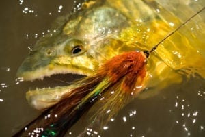 If you like targeting aggressive carnivorous fish you better put the golden dorado on your list!