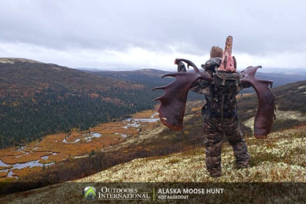 Packing out a huge moose