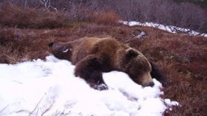 Alaska Interior Grizzly Hunting in Unit 19