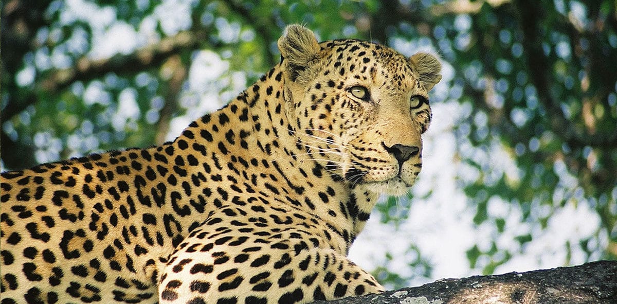 leopard hunting
