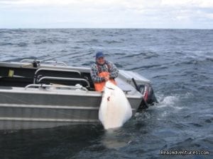 Boating a halibut