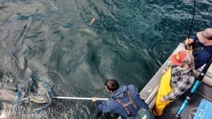 Netting a salmon