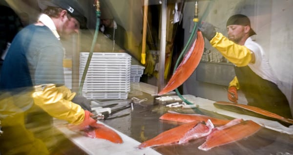 Processing salmon