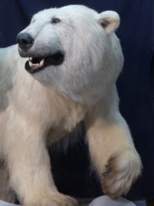 Replica polar bear