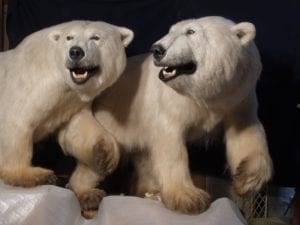 Replica polar bear