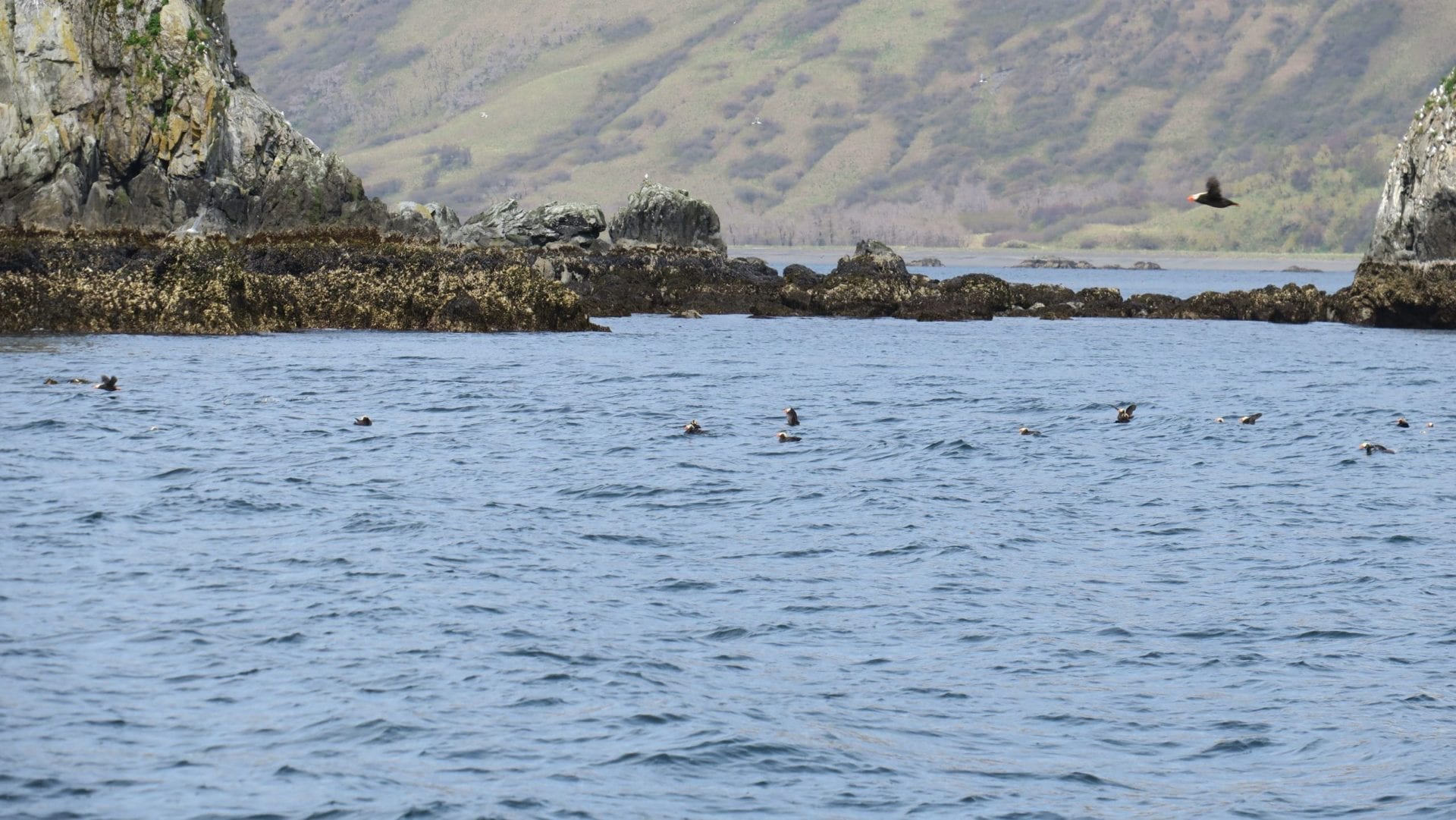 Seals in the bay