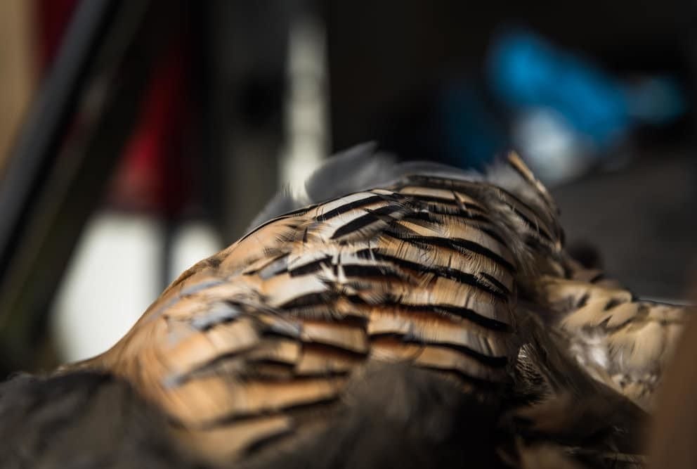 chukar hunting