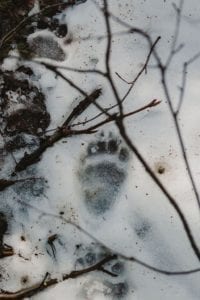 Bear tracks in the snow